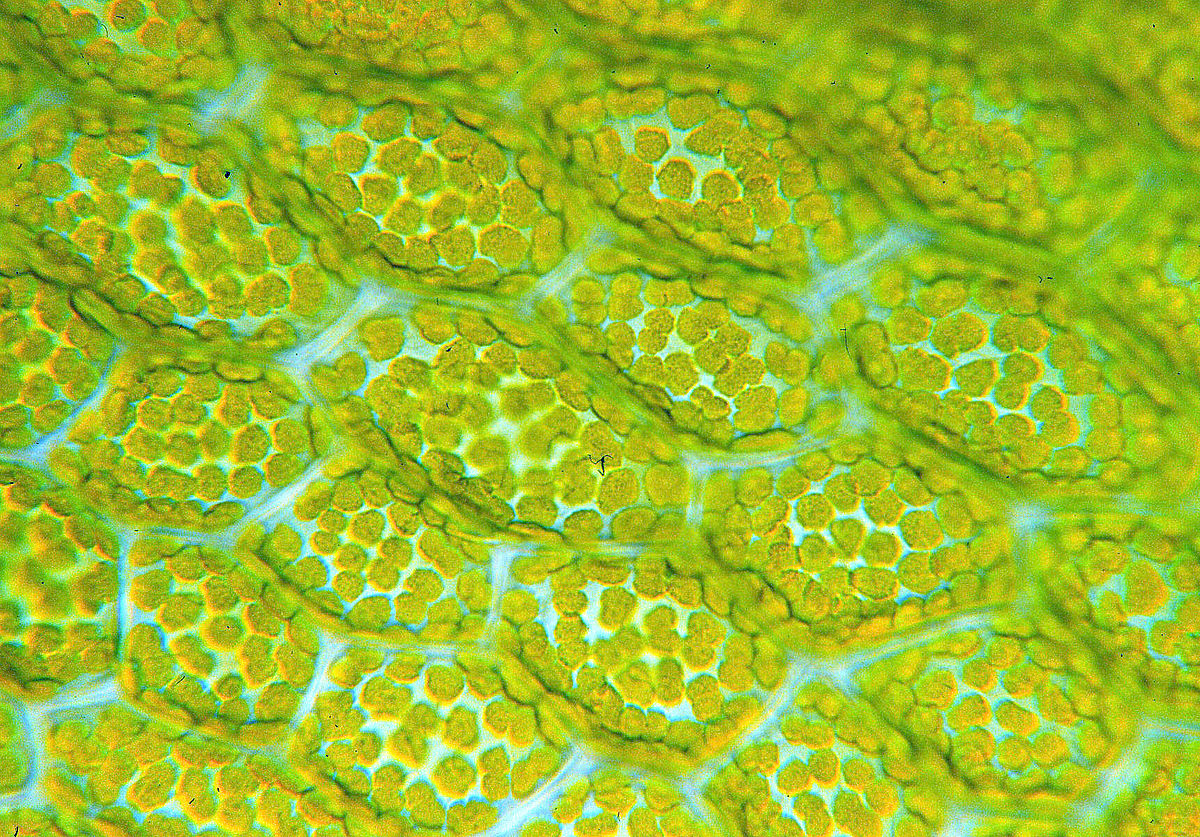 HS 1st Year (Botany)- Anatomy of Flowering Plants-Complete