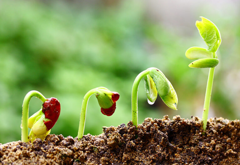 HS 1st Year (Botany)- Plant Growth & Development-Complete